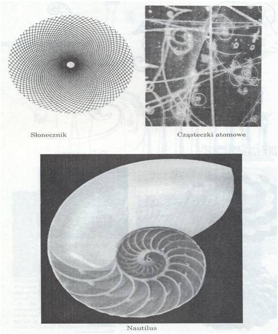 fibonacci forex